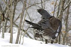 urogallo cantábrico en la nieve