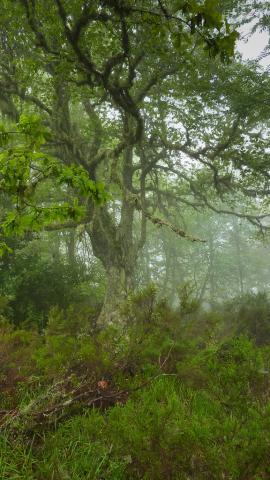 El LIFE+ Urogallo cantábrico promueve un nuevo proyecto de custodia del territorio en las Reservas de Biosfera de Redes y Muniellos