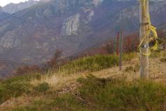 SEO/BirdLife concluye otra temporada de trabajos a favor del urogallo cantábrico en el PN de Picos de Europa