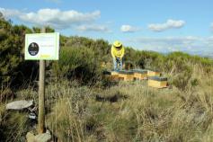 Instalación de colmenas para facilitar la polinización del arándano/ Tierra Ibérica