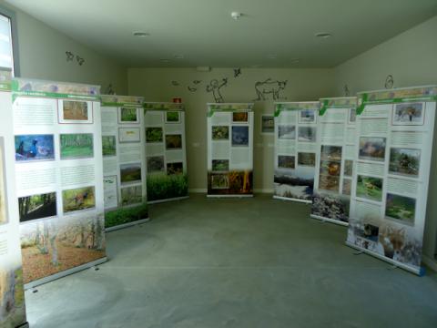 Exposición del urogallo cantábrico en el Museo Etnográfico de Quirós
